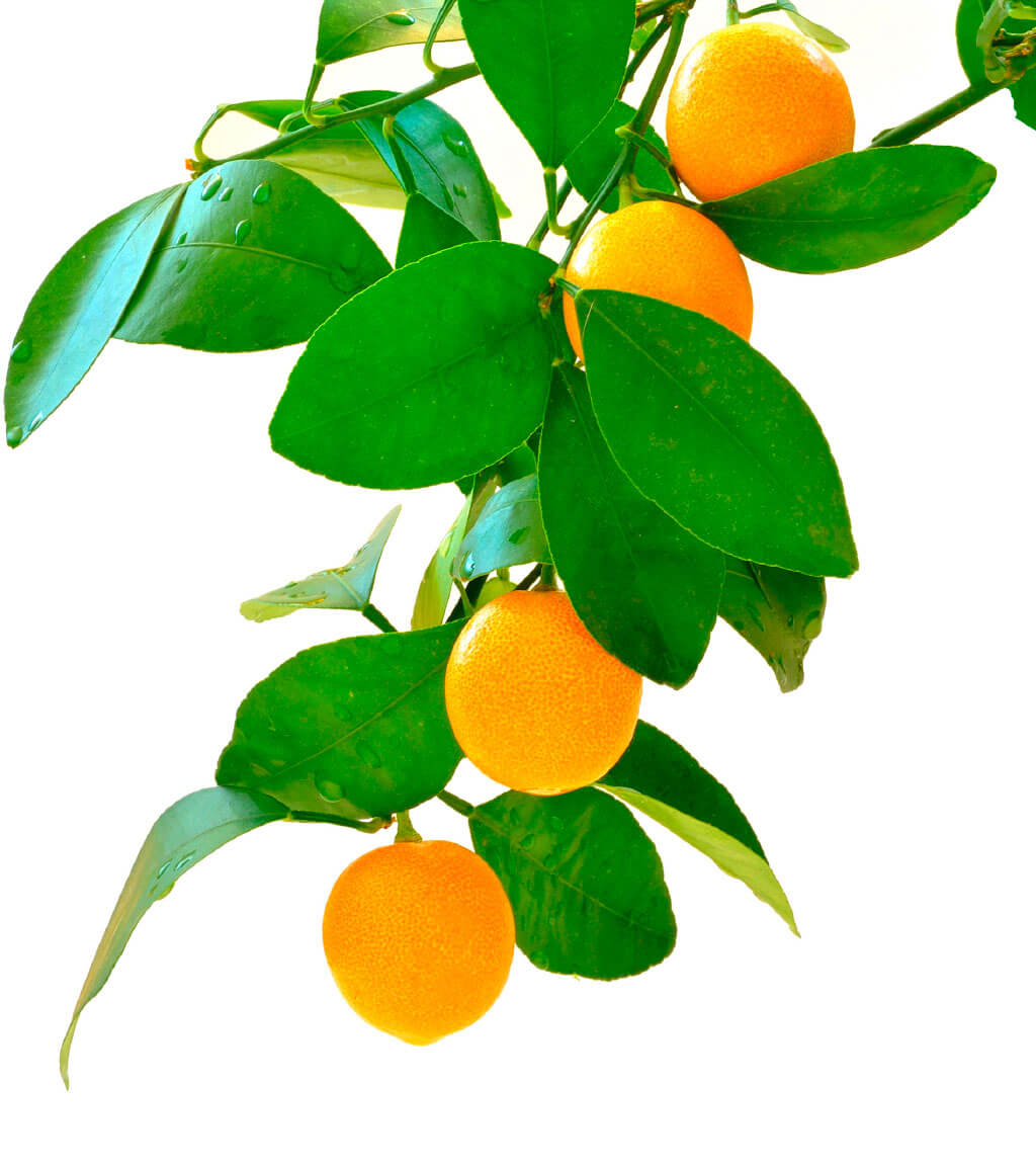 Diana Orangen am Ast